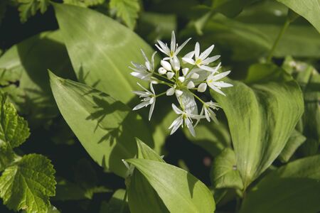 Bear's garlic blooming in the springtime forestの写真素材