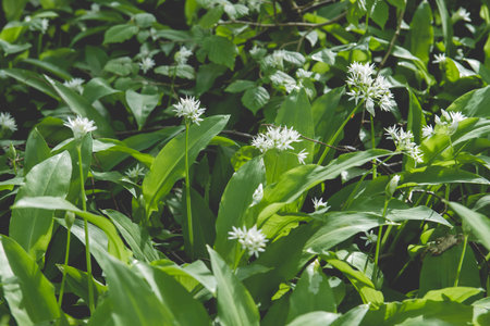 Bear's garlic blooming in the springtime forest