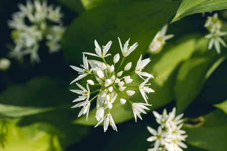Bear's garlic blooming in the springtime forest