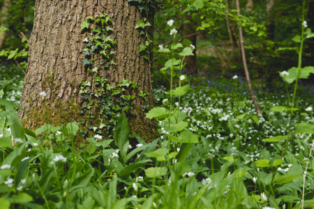Detail of green springtime forest