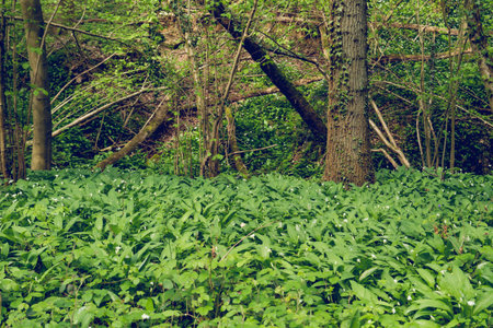 Bear's garlic blooming in the springtime forest