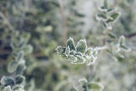 Frosted vegetation in a winter morningの写真素材