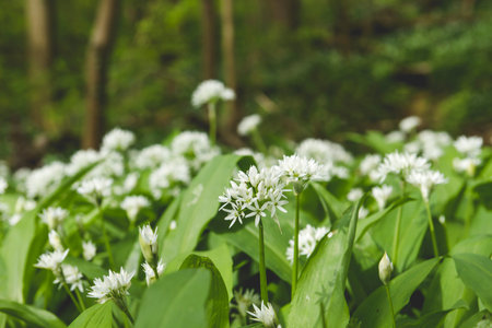 Bear's garlic wild flowers blooming