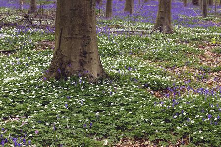 Springtime landscape in Hallerbos, Belgiumの写真素材