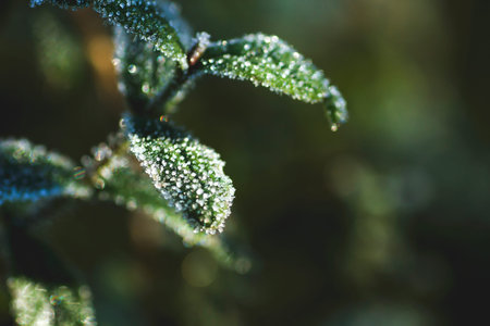 Detail of frosted plants in a cold winter morning