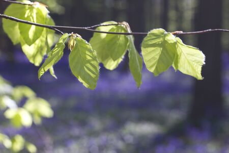 Detail of beech tree new leaves in the springtime forestの写真素材