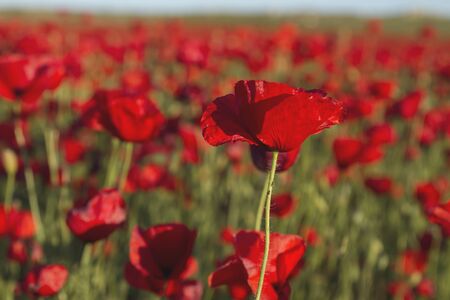 Red poppies growing wild in the springtime fieldsの写真素材