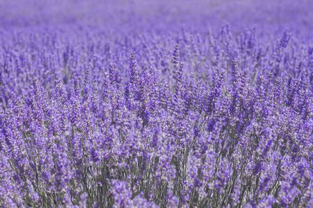 Purple landscape in blossoming lavender fieldsの写真素材