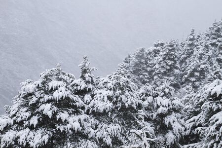 Evergreen trees under the snowの写真素材