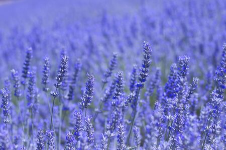 Detail of lavender fields bloomingの写真素材