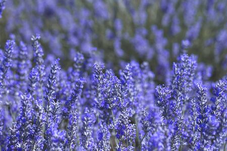 Detail of lavender fields bloomingの写真素材