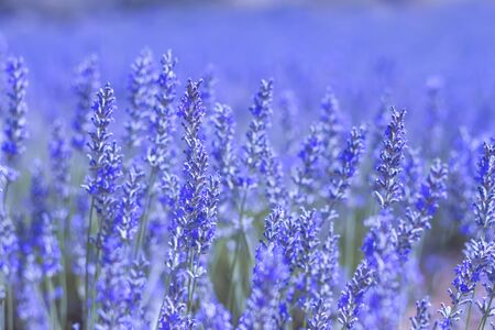 Lavender flowers blooming close upの写真素材