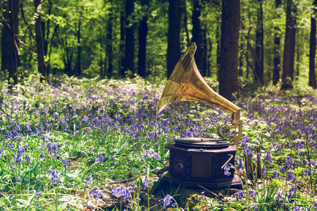 Old gramophone in the springtime forestの写真素材