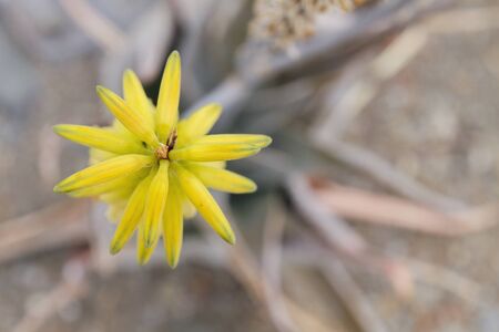Detail of aloe vera flowerの写真素材
