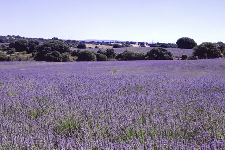 Purple landscape in blossoming lavender fieldsの写真素材