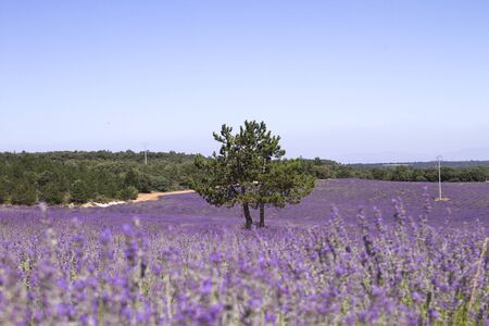 Purple landscape in blossoming lavender fieldsの写真素材