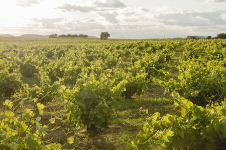 Green vineyard in La Mancha, Spainの写真素材