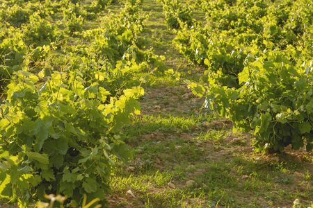 Green vineyard in La Mancha, Spainの写真素材