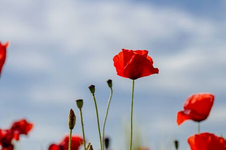 Wild red poppies blooming in springの写真素材