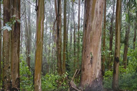Eucalypt trees woodland in Galicia, Spainの写真素材