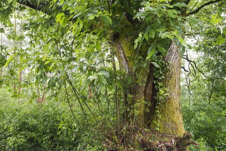 Old chestnut tree in springの写真素材