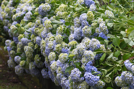 Hydrangea pale purple flowers blooming