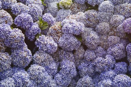 Hydrangea pale purple flowers bloomingの写真素材