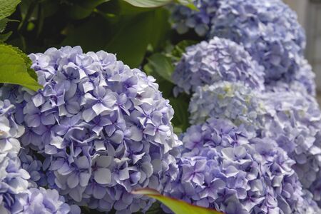 Hydrangea pale purple flowers bloomingの写真素材