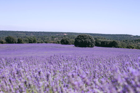 Purple lavender fields landscape blooming