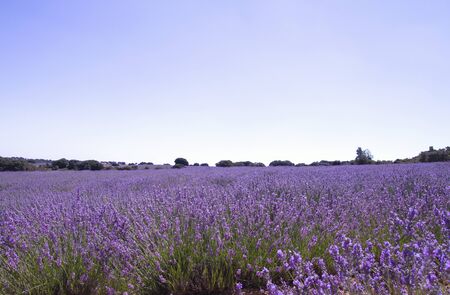 Purple lavender fields landscape bloomingの写真素材