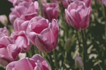 Pink tulips flowers blooming close upの写真素材