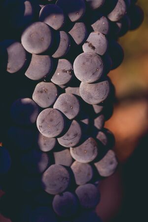 Bunch of ripe black grapesの写真素材