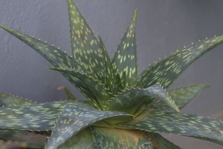 Detail of aloea vera plant leavesの写真素材