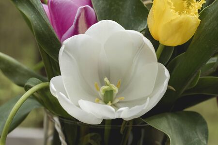 White tulip flower close upの写真素材