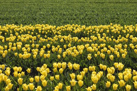 Yellow tulips farm in bloomの写真素材