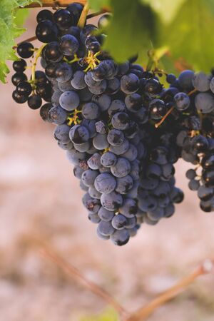 A bunch of ripe grapesの写真素材