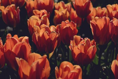 Orange tulips flowers in bloomの写真素材