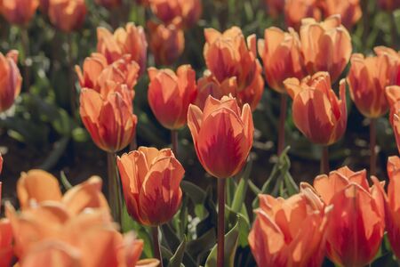Orange tulips flowers in bloomの写真素材