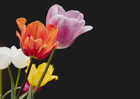 Colorful natural tulip flowers bouquet, black backdropの写真素材