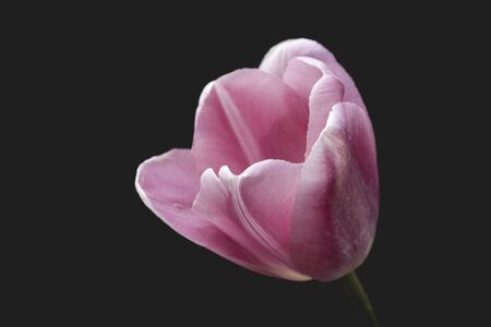Pink tulip flower blooming in springの写真素材