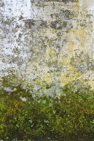 Detail of old white wall with moistureの写真素材