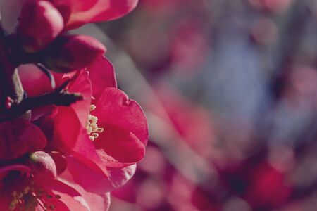 Chaenomeles japonica red flowers bloomingの写真素材