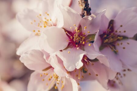 Almond tree flowers blooming in springtimeの写真素材