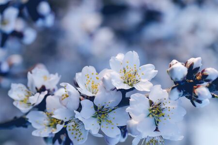Almond tree flowers blooming in springtimeの写真素材