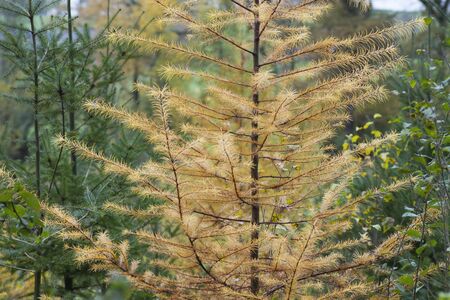 Larch tree with atumnal foliageの写真素材