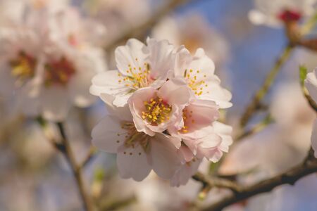 Detail of almond tree flowers bloomingの写真素材