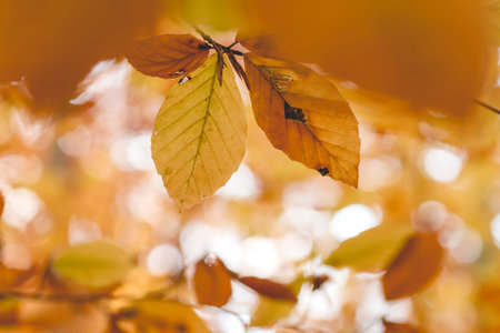 beech trees with autumnal foliage close up