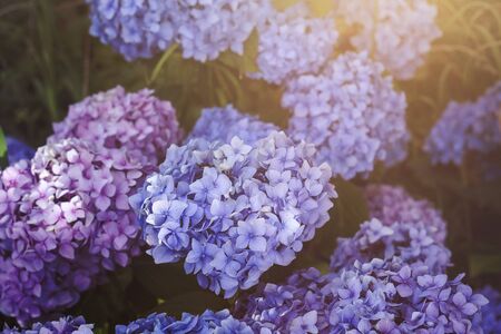Hydrangea purple flowers blooming in the gardenの写真素材