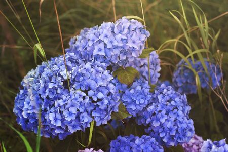 Hydrangea purple flowers blooming in the gardenの写真素材