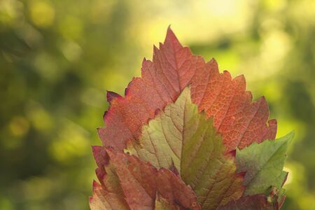 Colorful set of autumnal leavesの写真素材